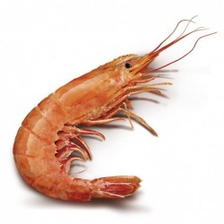 LANGOSTINO ARGENTINO 20/30...