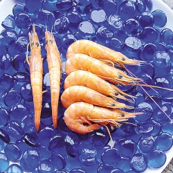 GAMBA COCIDA G 10% TGS 10X1 KG